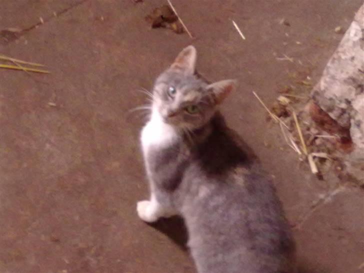 Blanding af racer Tribbel<3 (VÆK?) billede 8