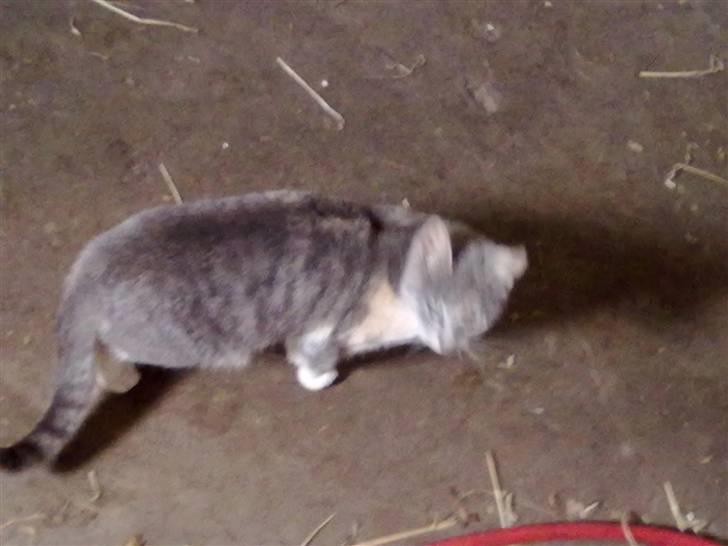 Blanding af racer Tribbel<3 (VÆK?) billede 9