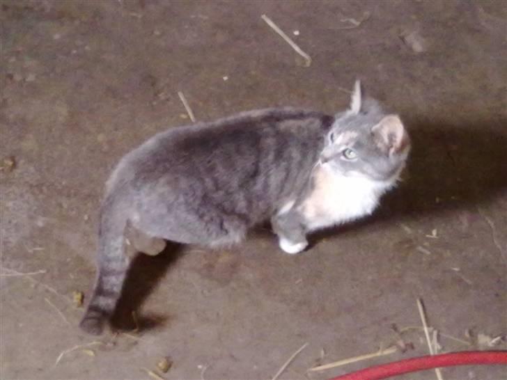 Blanding af racer Tribbel<3 (VÆK?) billede 10