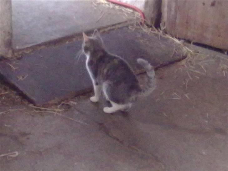 Blanding af racer Tribbel<3 (VÆK?) billede 11