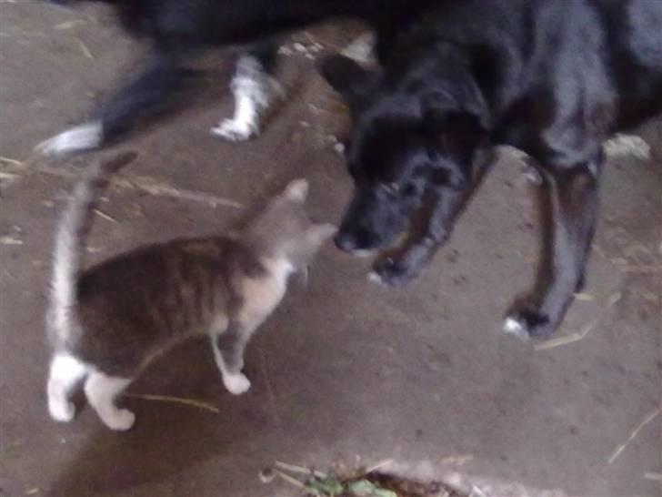 Blanding af racer Tribbel<3 (VÆK?) billede 12