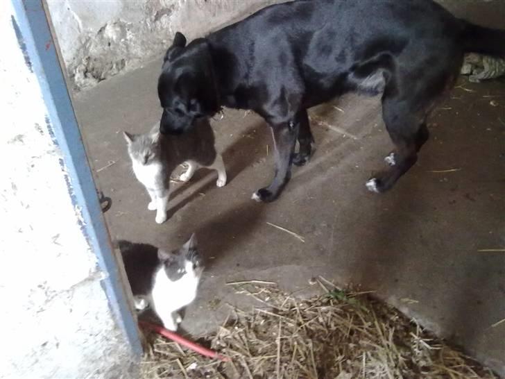 Blanding af racer Tribbel<3 (VÆK?) - Min hund Zantos og mine katte plet og tribbl billede 13