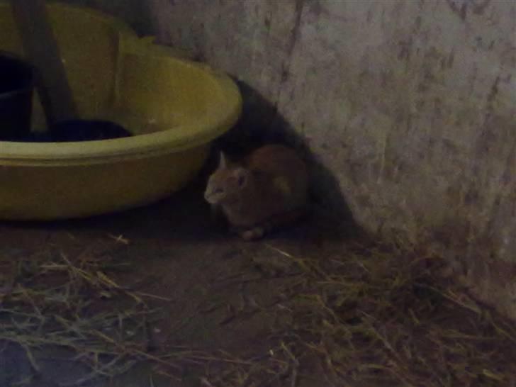 Huskat tami<3 ( VÆK?) - velkommen til Tami´s profil billede 1