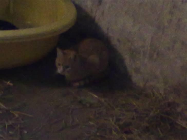 Huskat tami<3 ( VÆK?) billede 2