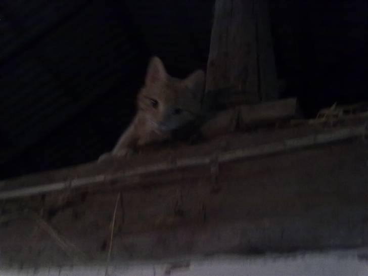 Huskat tami<3 ( VÆK?) billede 3