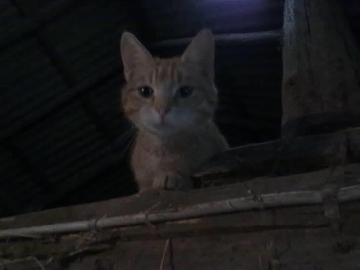 Huskat tami<3 ( VÆK?) billede 4