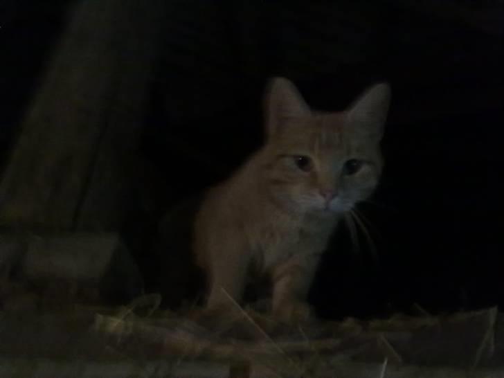 Huskat tami<3 ( VÆK?) - Hvad laver du? billede 5