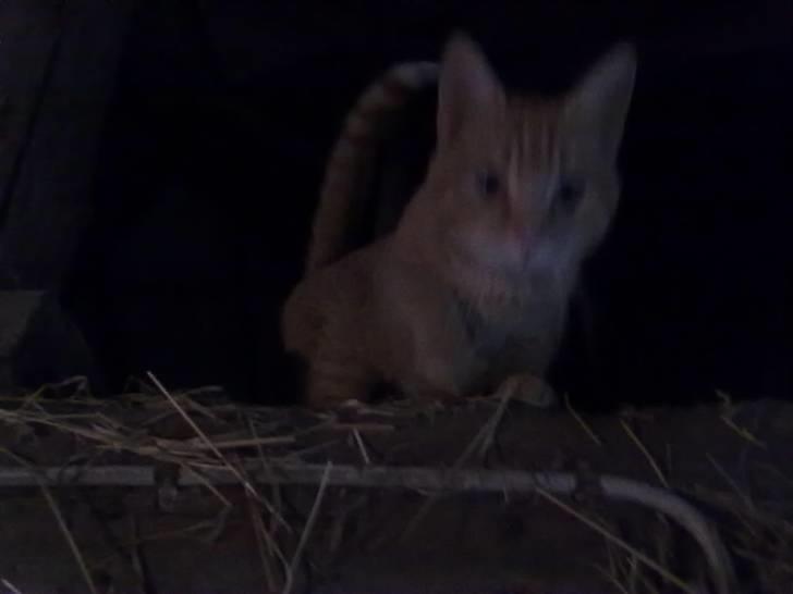 Huskat tami<3 ( VÆK?) - Nu kommer jeg snart billede 6