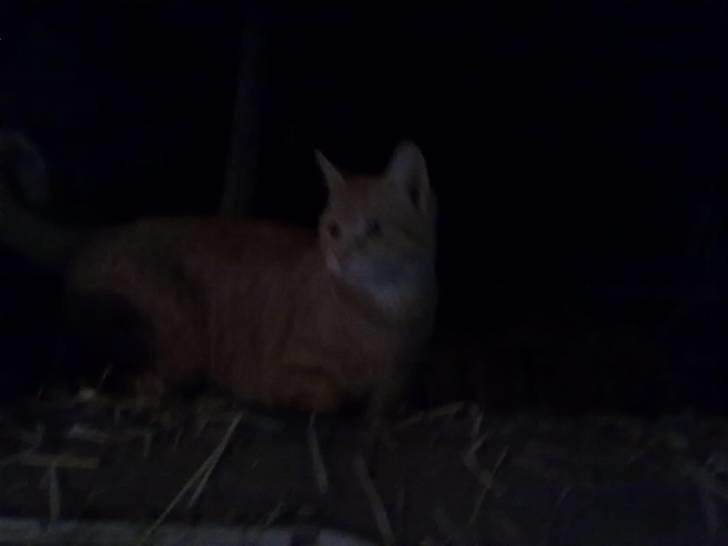 Huskat tami<3 ( VÆK?) billede 7