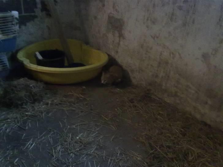 Huskat tami<3 ( VÆK?) billede 8