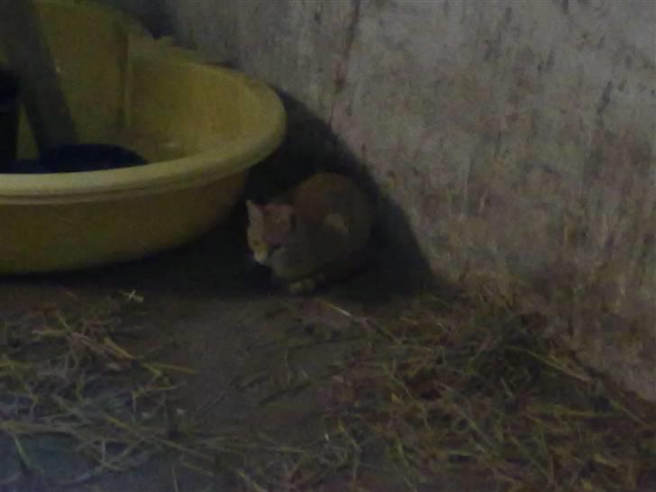 Huskat tami<3 ( VÆK?) billede 9