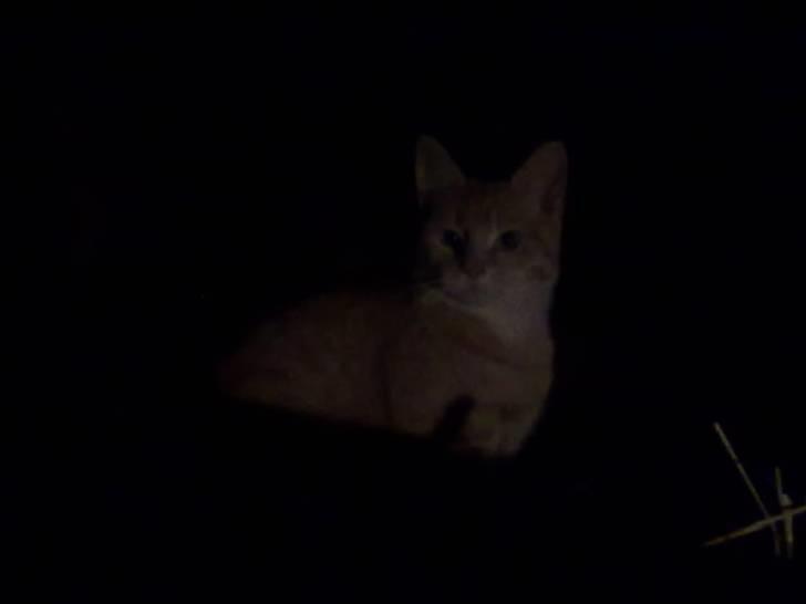 Huskat tami<3 ( VÆK?) billede 10