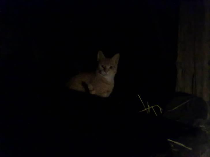 Huskat tami<3 ( VÆK?) billede 11