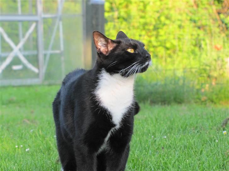 Huskat Julius - Julle i haven (; billede 8