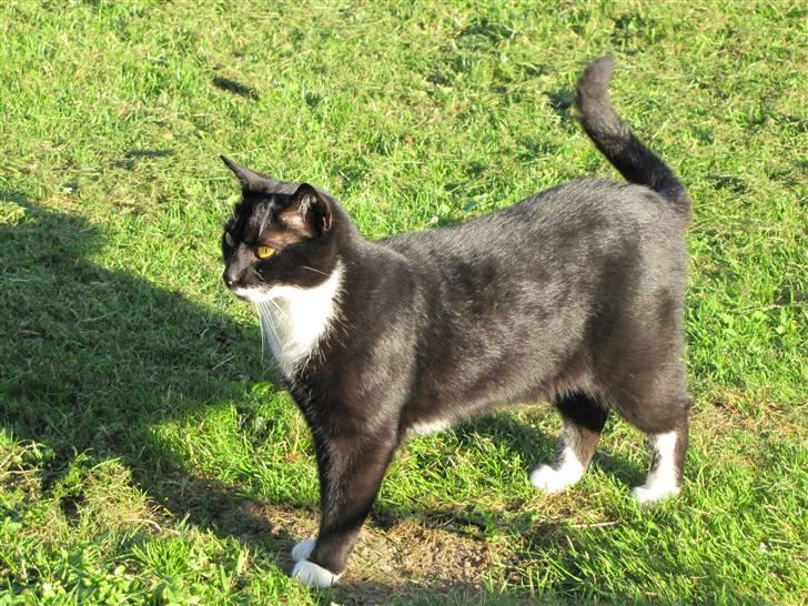 Huskat Julius billede 9