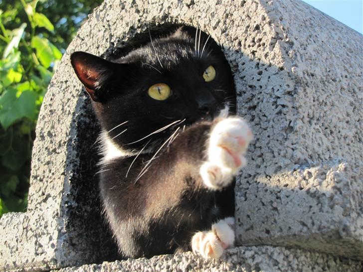 Huskat Julius billede 10