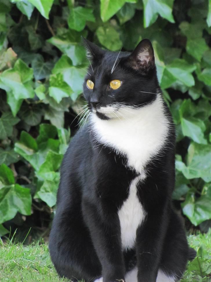 Huskat Julius billede 11