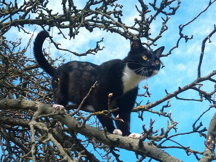 Huskat Julius - Julle i træet (; billede 12