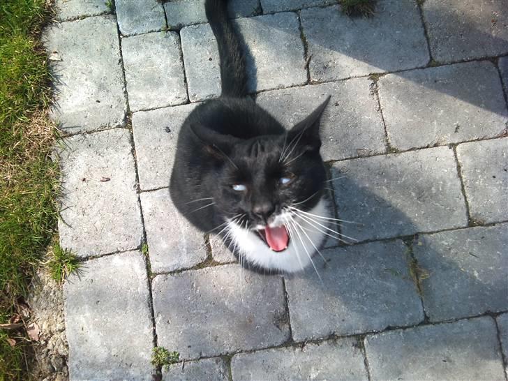 Huskat Julius - At gabe :D billede 13