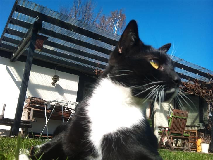 Huskat Julius billede 14