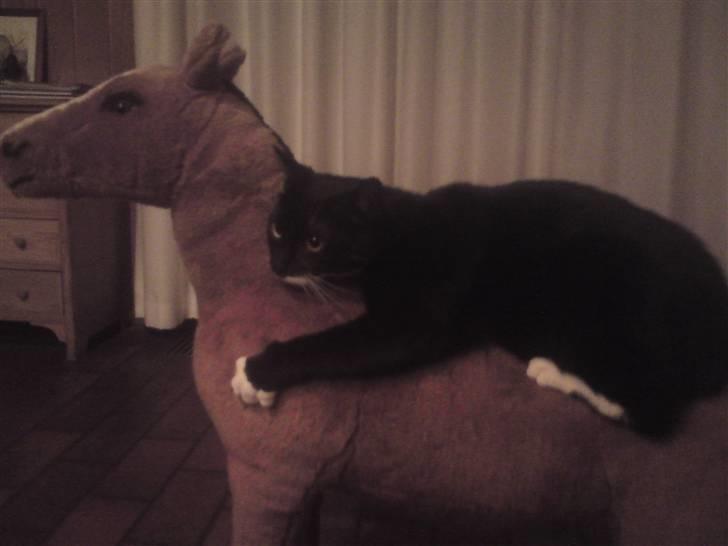 Huskat Julius - Julle til hest ! :D - Dygtig mis <3 billede 15
