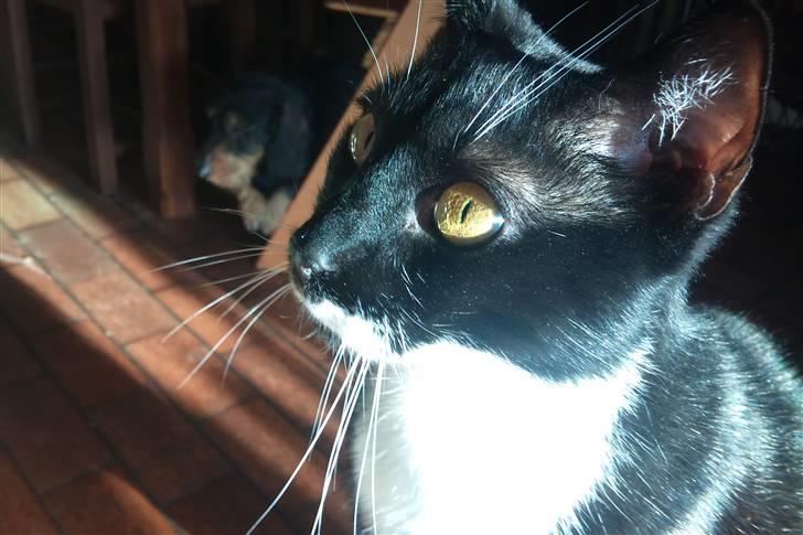 Huskat Julius billede 16