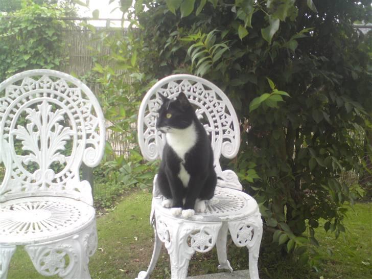 Huskat Julius - Lille fine mis :) <3 billede 17