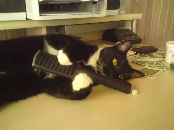 Huskat Julius - Julle spiler guitar på min hårbørste (; <3 billede 18