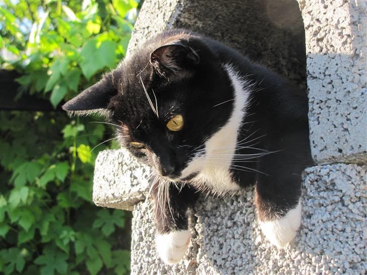 Huskat Julius billede 19