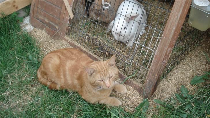 Blanding af racer tyson - ja jeg passer på mors kaniner  billede 1