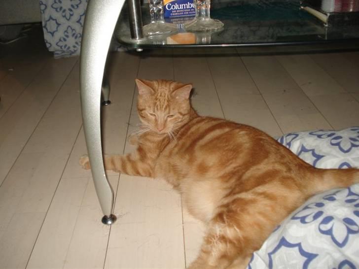 Blanding af racer tyson - og her er jeg næsten lige kommet hjem til min nye ejer billede 2