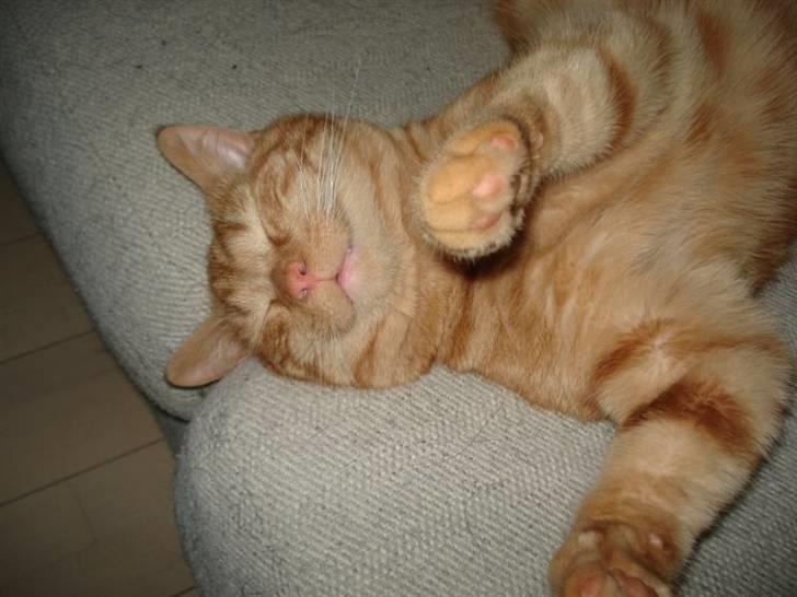 Blanding af racer tyson - det her er bare lige til at holde til ha ha billede 3