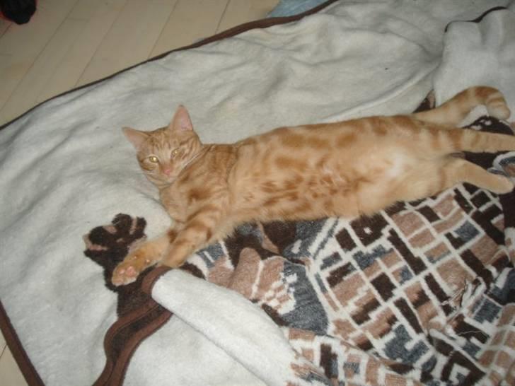 Blanding af racer tyson billede 4