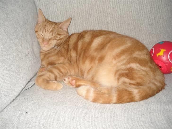 Blanding af racer tyson billede 5