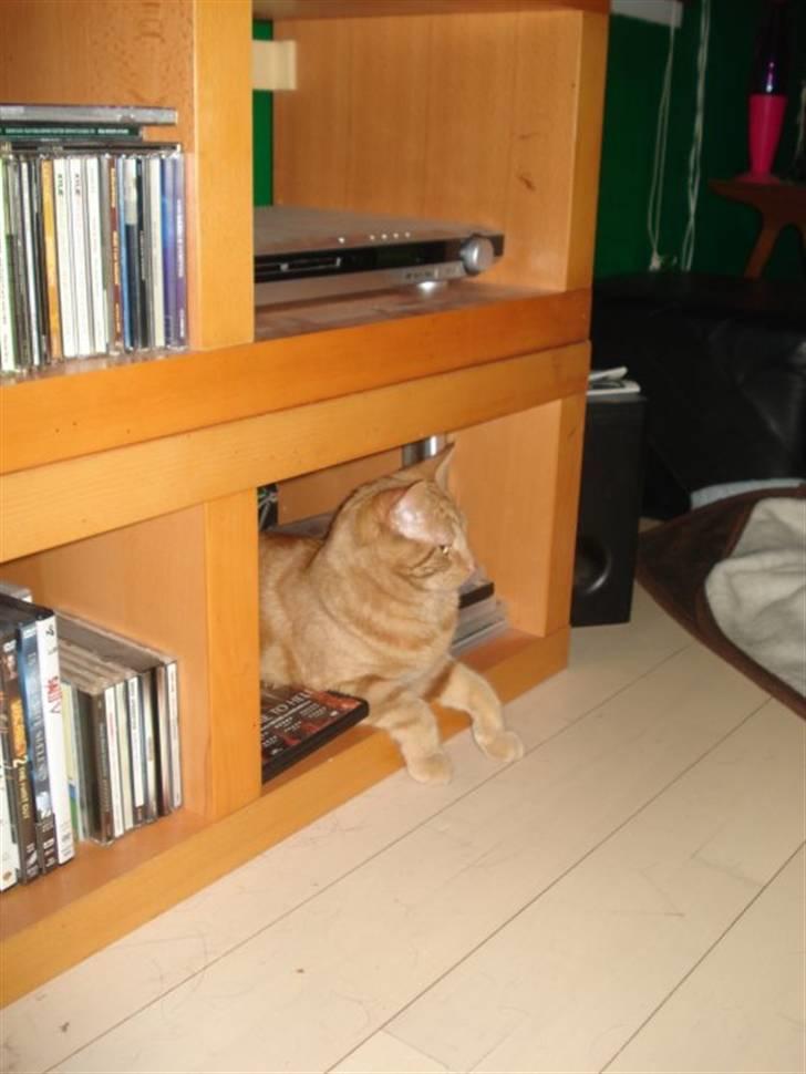 Blanding af racer tyson - her holder jeg øje med bjørn som er hunden der også bor her billede 6