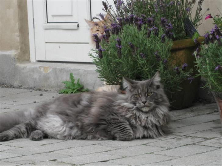 Maine Coon Ferdinand billede 2