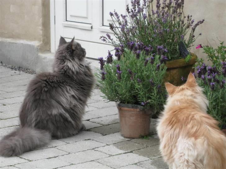 Maine Coon Ferdinand billede 3