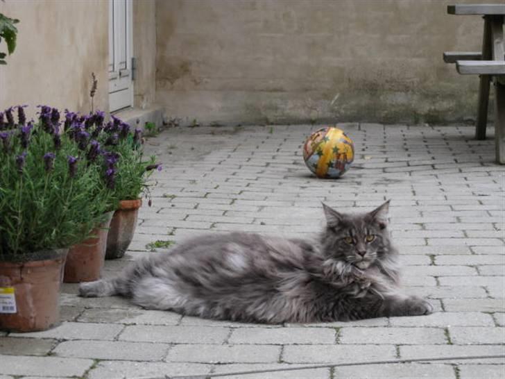 Maine Coon Ferdinand billede 4