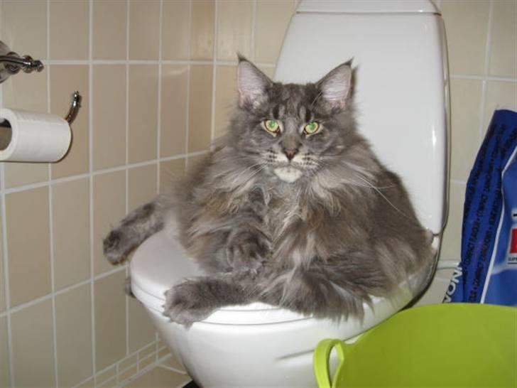 Maine Coon Ferdinand billede 5