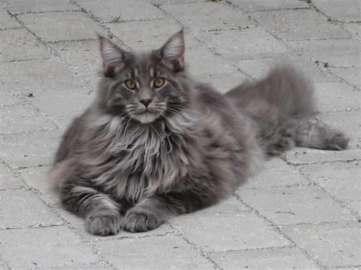 Maine Coon Ferdinand billede 6