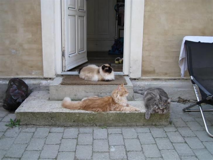 Maine Coon Ferdinand billede 7