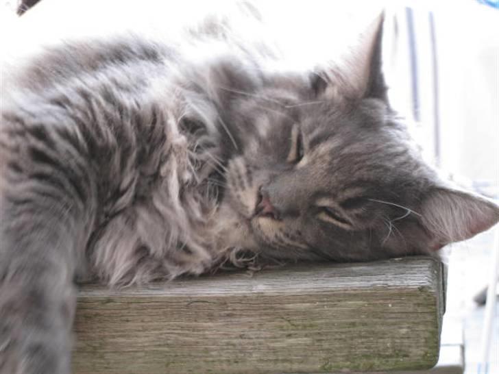 Maine Coon Ferdinand billede 8