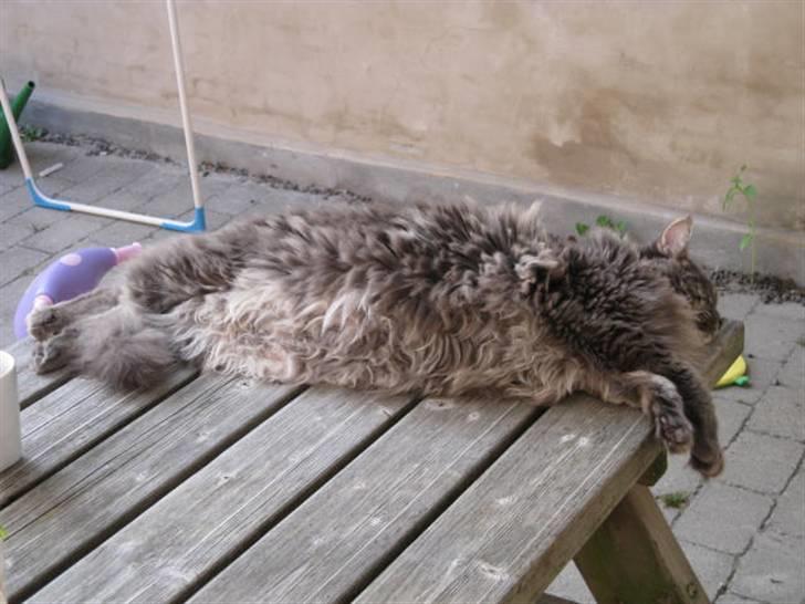 Maine Coon Ferdinand billede 9