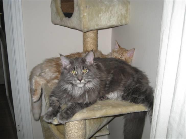 Maine Coon Ferdinand billede 10