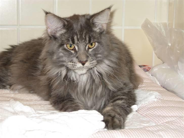 Maine Coon Ferdinand billede 11