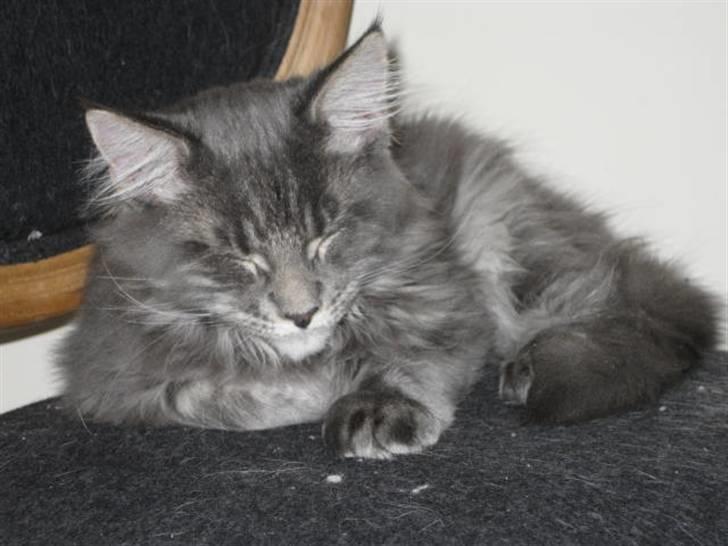 Maine Coon Ferdinand billede 12