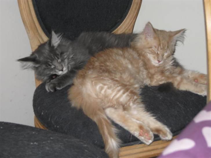 Maine Coon Ferdinand billede 13