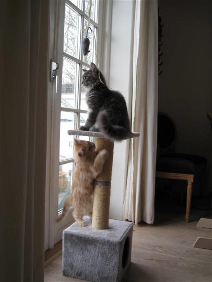 Maine Coon Ferdinand billede 14