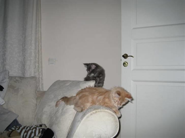 Maine Coon Ferdinand billede 15