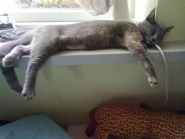 Blanding af racer Prinsesse Bell - Det er hårdt at komme hjem fra fyn også har man kørt i tog i 2 timer ? (: billede 5